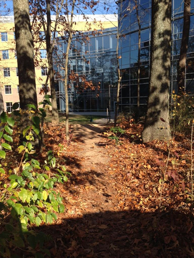 A path leading to the Nguyen Engineering Building. Photo Credit: Caroline Weinroth 